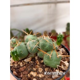 Черенок Пуна подземная (Пуна Инчауси, Puna incahuasi)