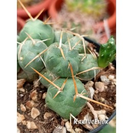 Черенок Пуна подземная (Пуна Инчауси, Puna incahuasi)