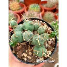 Черенок Пуна подземная (Пуна Инчауси, Puna incahuasi)