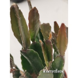 Черенок Леписмиум Флорибундум (Lepismium Floribundum)