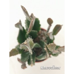 Черенок Леписмиум Флорибундум (Lepismium Floribundum)