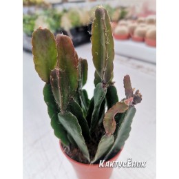 Черенок Леписмиум Флорибундум (Lepismium Floribundum)