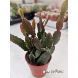 Черенок Леписмиум Флорибундум (Lepismium Floribundum)