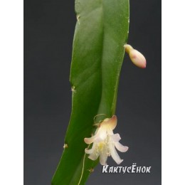 Черенок Леписмиум Флорибундум (Lepismium Floribundum)