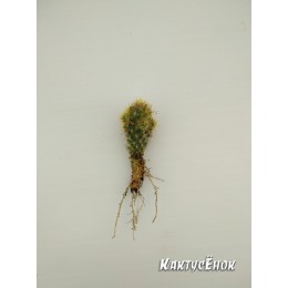 Маммиллярия побегоносная, жёлтые колючки (Mammillaria prolifera subsp. Prolifera, маммилярия пролифера)