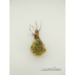 Маммиллярия побегоносная, жёлтые колючки (Mammillaria prolifera subsp. Prolifera, маммилярия пролифера)