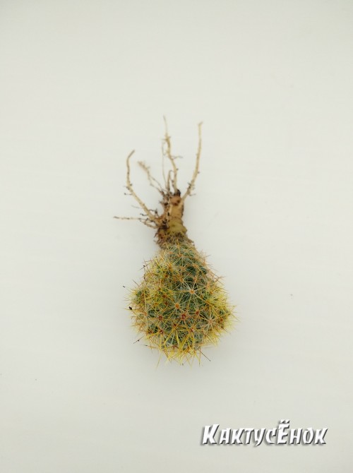 Маммиллярия побегоносная, жёлтые колючки (Mammillaria prolifera subsp. Prolifera, маммилярия пролифера)