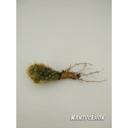 Маммиллярия побегоносная, жёлтые колючки (Mammillaria prolifera subsp. Prolifera, маммилярия пролифера)