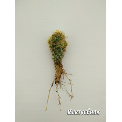 Маммиллярия побегоносная, жёлтые колючки (Mammillaria prolifera subsp. Prolifera, маммилярия пролифера)
