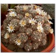 Маммиллярия многоглавая, красные центральные колючки (Mammillaria prolifera var. Multiceps, маммилярия пролифера мультицепс)