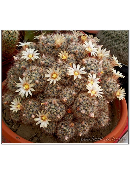 Маммиллярия многоглавая, красные центральные колючки (Mammillaria prolifera var. Multiceps, маммилярия пролифера мультицепс)