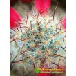 Маммиллярия многоглавая, красные центральные колючки (Mammillaria prolifera var. Multiceps, маммилярия пролифера мультицепс)