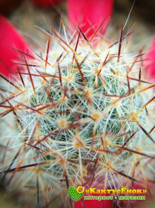 Маммиллярия многоглавая, красные центральные колючки (Mammillaria prolifera var. Multiceps, маммилярия пролифера мультицепс)