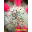 Маммиллярия многоглавая, красные центральные колючки (Mammillaria prolifera var. Multiceps, маммилярия пролифера мультицепс)