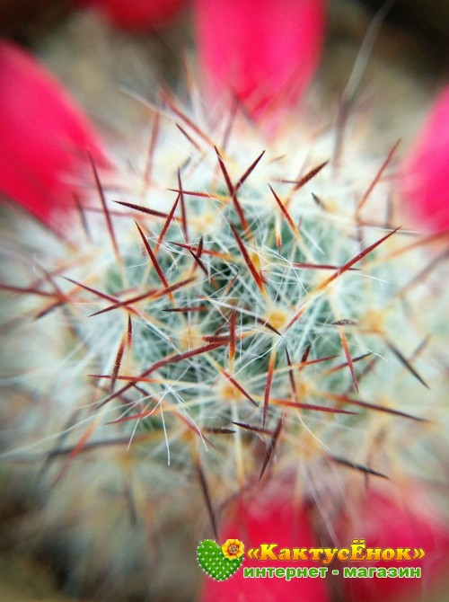 Маммиллярия многоглавая, красные центральные колючки (Mammillaria prolifera var. Multiceps, маммилярия пролифера мультицепс)