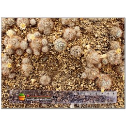 Маммиллярия многоглавая, красные центральные колючки (Mammillaria prolifera var. Multiceps, маммилярия пролифера мультицепс)