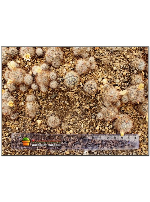 Маммиллярия многоглавая, красные центральные колючки (Mammillaria prolifera var. Multiceps, маммилярия пролифера мультицепс)