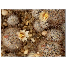 Маммиллярия многоглавая, красные центральные колючки (Mammillaria prolifera var. Multiceps, маммилярия пролифера мультицепс)