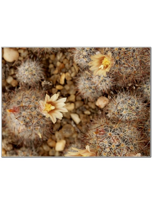 Маммиллярия многоглавая, красные центральные колючки (Mammillaria prolifera var. Multiceps, маммилярия пролифера мультицепс)