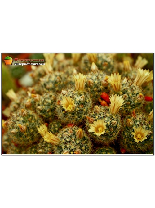 Маммиллярия многоглавая, красные центральные колючки (Mammillaria prolifera var. Multiceps, маммилярия пролифера мультицепс)