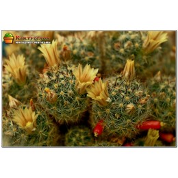 Маммиллярия многоглавая, красные центральные колючки (Mammillaria prolifera var. Multiceps, маммилярия пролифера мультицепс)