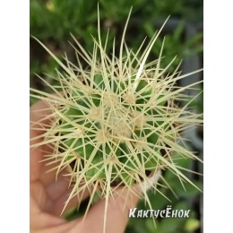 Эхинокактус Грузона (Echinocactus grusonii)