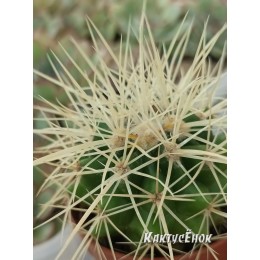 Эхинокактус Грузона (Echinocactus grusonii)