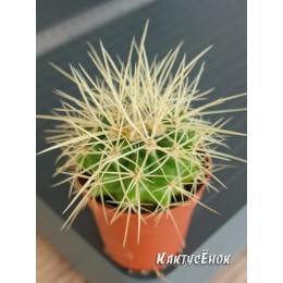 Эхинокактус Грузона (Echinocactus grusonii)
