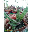 Гастерия бородавчатая (Gasteria verrucosa, гастерия веррукоза)