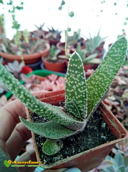 Гастерия бородавчатая (Gasteria verrucosa, гастерия веррукоза)