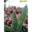 Гастерия бородавчатая (Gasteria verrucosa, гастерия веррукоза)