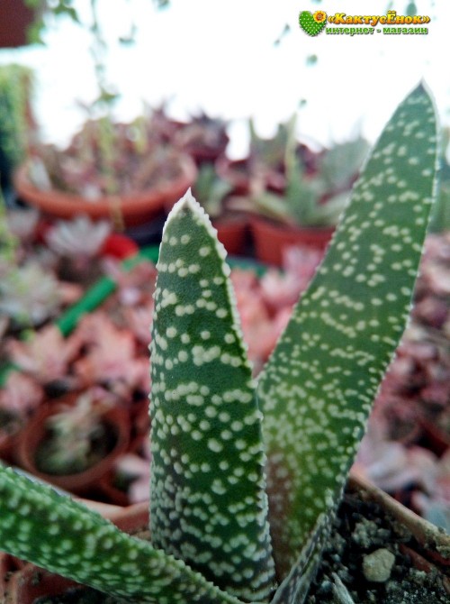 Гастерия бородавчатая (Gasteria verrucosa, гастерия веррукоза)