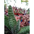 Гастерия бородавчатая (Gasteria verrucosa, гастерия веррукоза)