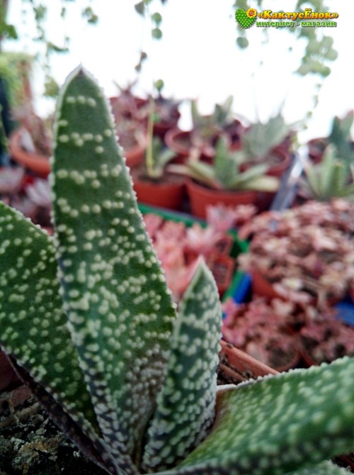 Гастерия бородавчатая (Gasteria verrucosa, гастерия веррукоза)