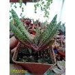 Гастерия бородавчатая (Gasteria verrucosa, гастерия веррукоза)