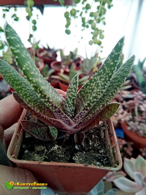 Гастерия бородавчатая (Gasteria verrucosa, гастерия веррукоза)