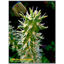 Черенок Опунция черепитчатая (Opuntia imbricata, опунция имбриката)