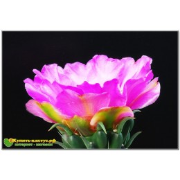 Черенок Опунция черепитчатая (Opuntia imbricata, опунция имбриката)