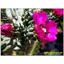 Черенок Опунция черепитчатая (Opuntia imbricata, опунция имбриката)