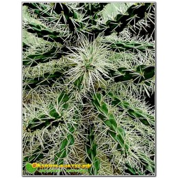 Черенок Опунция черепитчатая (Opuntia imbricata, опунция имбриката)