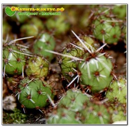 Черенок Тефрокактус яйцевидный (Tephrocactus ovatus, тефрокактус оватус)