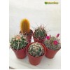 Набор "Коллекционер кактусов 5" (5 коллекционных растений, инструкция по уходу за набором, книга в электронном виде, сюрприз)