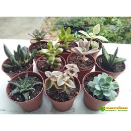 Набор "Зелёный подоконник 10" (10 быстрорастущих декоративных суккулентов, инструкция по уходу за набором, сюрприз)