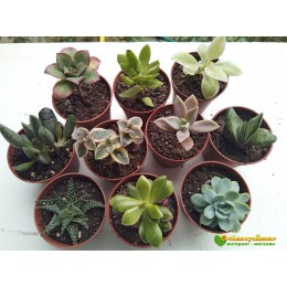 Набор "Зелёный подоконник 10" (10 быстрорастущих декоративных суккулентов, инструкция по уходу за набором, сюрприз)
