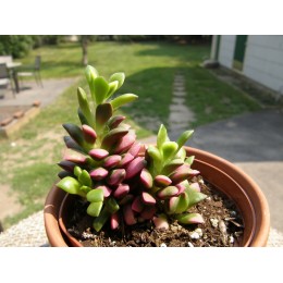 Черенок Анакампсерос  Санрайз (Anacampseros rufescens cv 'Sunrise')