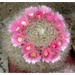 Маммиллярия бокасская (Mammillaria bocasana, маммилярия бокасана)