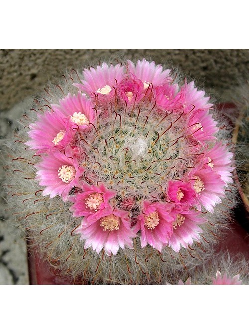 Маммиллярия бокасская (Mammillaria bocasana, маммилярия бокасана)