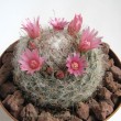 Маммиллярия бокасская (Mammillaria bocasana, маммилярия бокасана)