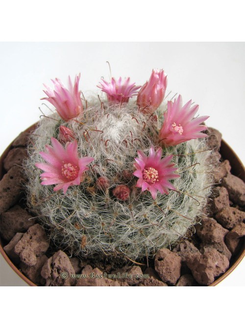 Маммиллярия бокасская (Mammillaria bocasana, маммилярия бокасана)