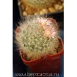 Маммиллярия бокасская (Mammillaria bocasana, маммилярия бокасана)